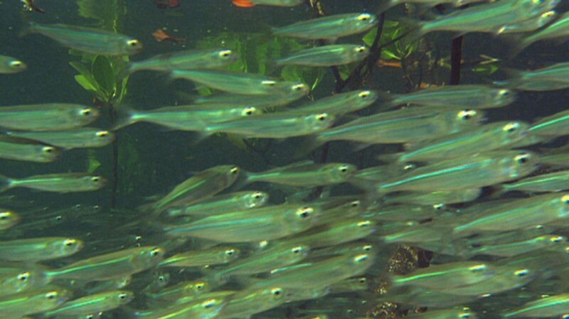 Sägefische können bis zu 8 Meter lang werden. – Bild: BR/​Telepool
