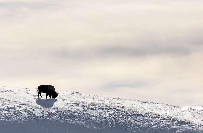 In Nordamerika wären die Bisons beinahe ausgestorben. – Bild: La Compagnie des Taxi-Brousse