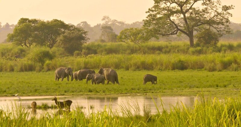 Kaziranga Nationalpark in Assam, Indien. – Bild: ORF/​Pre TV