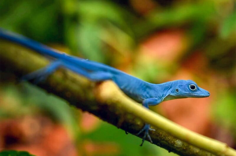 Auf Gorgona findet sich ein seltenes, gänzlich blaues Reptil, der Leguan Anolis gorgonae, der die Insel sogar im Namen trägt. – Bild: Gina Jiménez Vargas