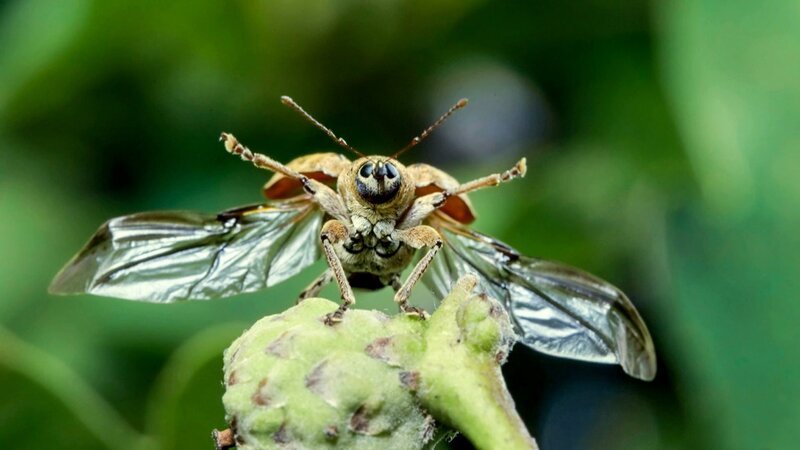 Ein Eichelbohrer (Curculio glandium) vor dem Abflug – Bild: SRF/​Jan Haft