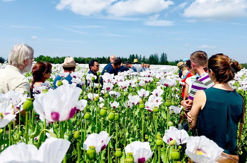 Im „Verein für Tschechischen Blaumohn“ tauschen sich die Mitglieder regelmäßig über neue Anbaumethoden und Schädlingsbekämpfungsmaßnahmen aus. – Bild: Daniel Laudowicz
