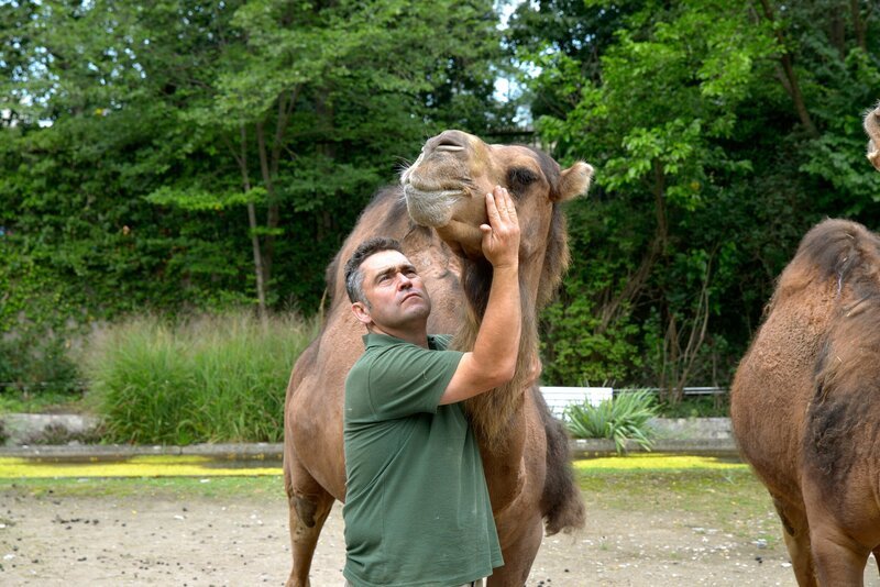 Tierpfleger Mario Barabasz bei den Dromedaren im Zoo Berlin. – Bild: rbb/​Thomas Ernst