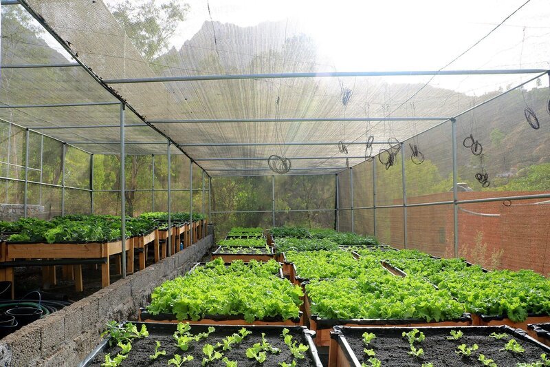 Hydrokultur ist ein erdfreies Low-Tech-Anbauverfahren. – Bild: FL Concepts & Co. /​ ARTE France