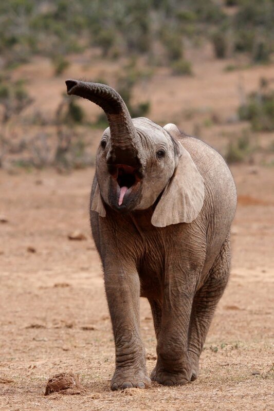Baby elephant. – Bild: shutterstrock