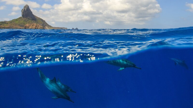 Dieses Bild zeigt eine Delfinschule, die in den Gewässern nahe dem Fernando-de-Noronha-Archipel in Brasilien schwimmt. – Bild: Terra Mater