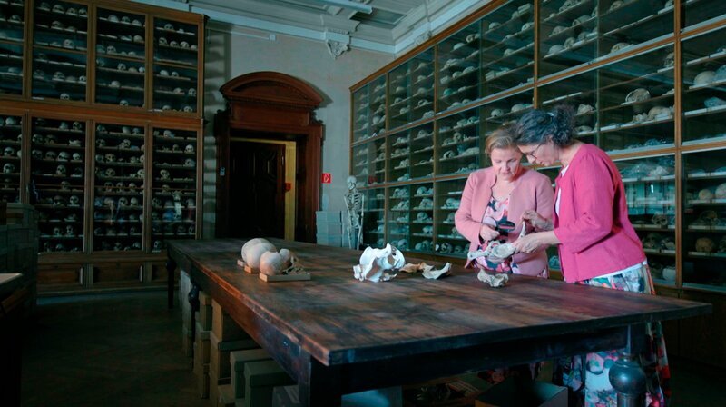 Urzeitmütter-Forschung im Naturhistorischen Museum Wien. – Bild: NDR/​Radio Bremen/​A.Krug-Metzinger Filmproduktion GmbH