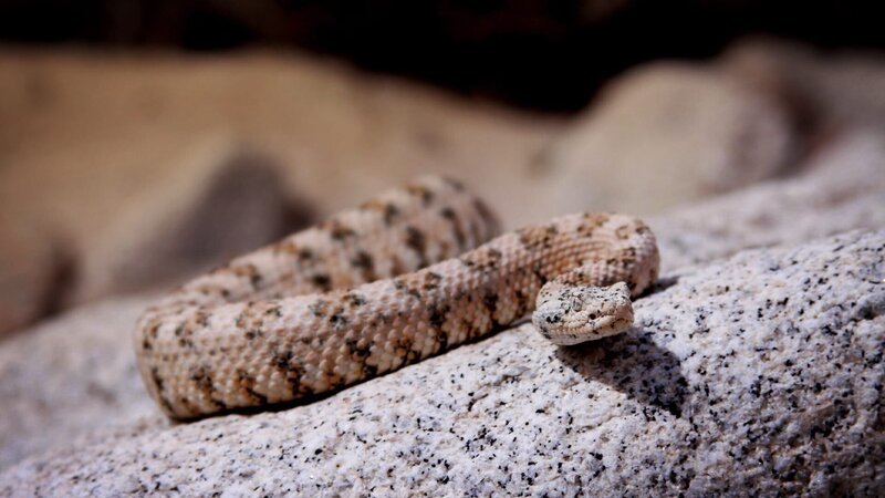 SW speckled rattlesnake. – Bild: Warner Bros. Discovery