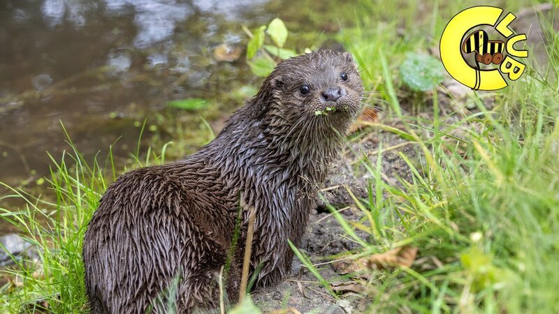 Im Tigerenten Club geht es diesmal um die faszinierenden Otter. – Bild: SWR/​Otterzentrum Hankensbüttel