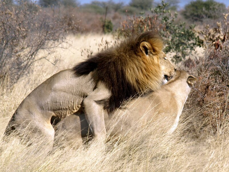 rbb Fernsehen DIE LÖWEN DER KALAHARI. Kalahari-Löwen unterscheiden sich von den Artgenossen in anderen Regionen Afrikas: Sie sind größer und schlanker, ihr Fell ist heller, die Mähne ausgewachsener Männchen dafür fast schwarz. – Bild: rbb/​MDR/​Cornelia Volk