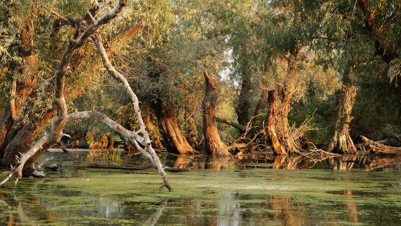Nationalpark Donauauen. – Bild: 3sat