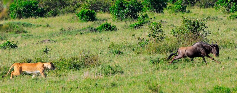 Auf der Pirsch: Diesmal hat die Löwin sich nicht leise genug angeschlichen. Das Gnu hat sie bemerkt und flieht. – Bild: NDR/​Reinhard Radke