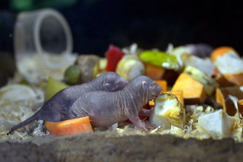 Zwei Nacktmullen im Tierpark Berlin. – Bild: rbb/​Thomas Ernst