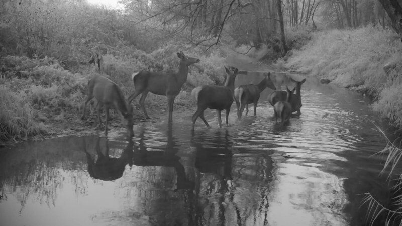 Rothirsche beim Überqueren der Pegnitz im Veldensteiner Forst. – Bild: BR/​Bayerische Staatsforsten (BaySF)/​Sebastian Bäumler/​Sebastian Bäumler