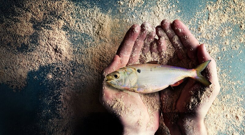 Geöffnete Hände, in denen ein Bonga-Fisch liegt – Bild: ZDF und Saba Bussmann