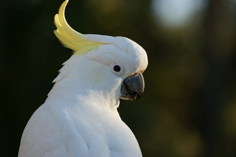 Yellow-crested cockatoo – Bild: Pixabay License