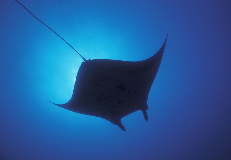 Teuflisch schön: Der Mantarochen wird wegen seiner auffälligen Hörner am Kopf auch als Teufelsrochen bezeichnet. Mit diesen eingerollten Flossen filtert er Plankton aus dem Wasser. – Bild: BBC 2007/​BR/​NDR Naturfilm