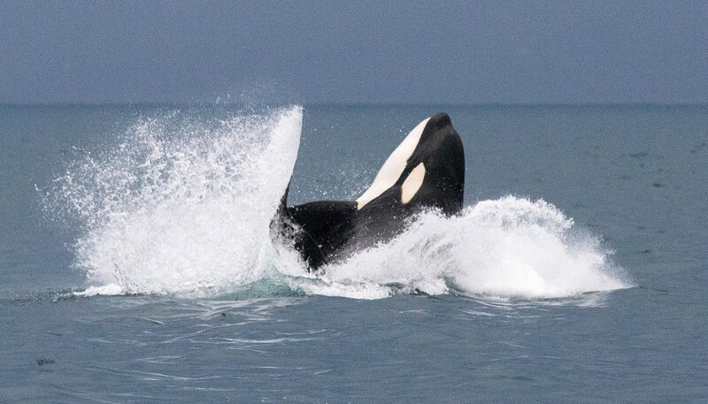 Ein springender Orca. – Bild: NDR/​Gretchen Freund
