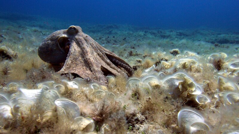 Das Mittelmeer gehört zu den Hauptverbreitungsgebieten des Gemeinen Kraken – Bild: ServusTV /​ Terra Mater Studios /​ Terra Mater Studios GmbH /​ Doclights/​NDR Naturfilm/​Thomas Behrend