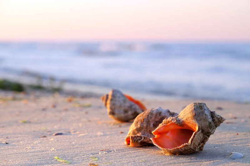 Schöne Muscheln am Strand – Bild: africa-studio.com (Olga Yastremska and Leonid Yastremskiy)