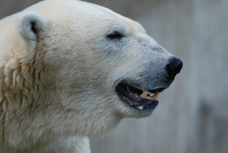 Bei den Eisbären muss geputzt werden. – Bild: BR/​Jens-Uwe Heins