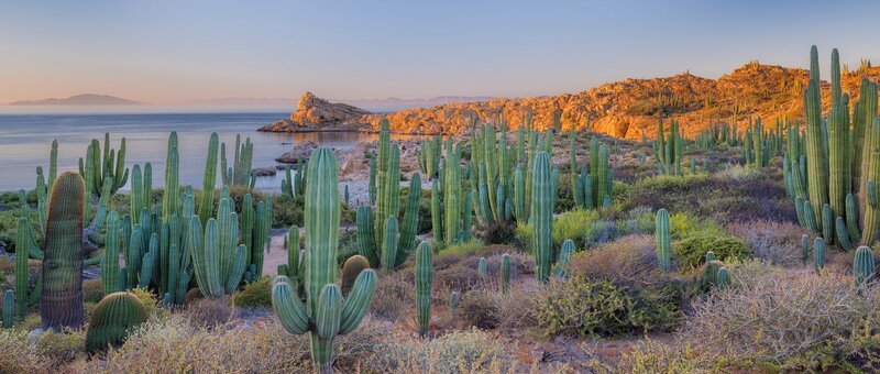 Cardon-Kaktus (Pachycereus pringlei) und Biznaga/​Barrel-Kaktus (Ferocactus diguetii), Catalina Island, Sea of Cortez, Baja Sur, Mexiko. – Bild: ORF/​Universal/​NBC/​BBC Studios/​Jack Dykinga