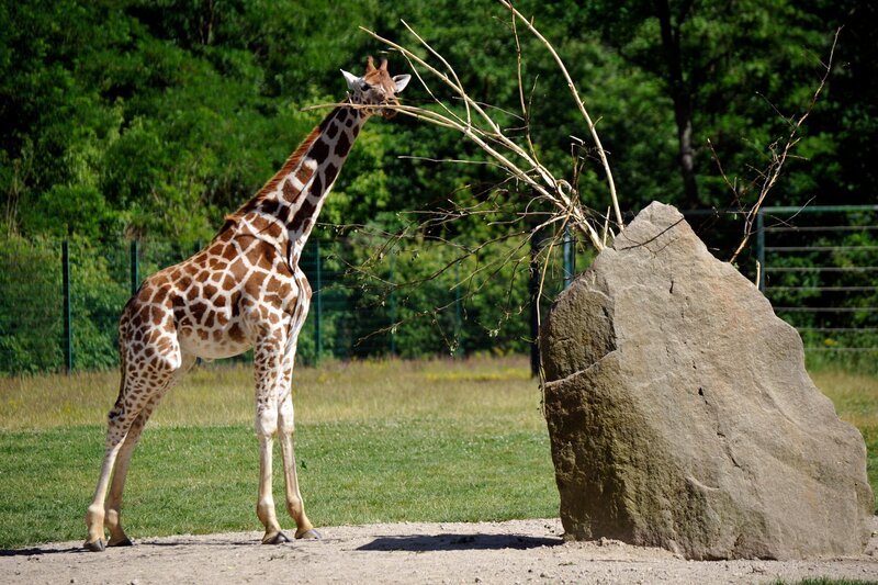 rbb Fernsehen PANDA, GORILLA & CO., TEIL 196, „Geschichten aus dem Zoo Berlin und dem Tierpark Berlin“, am Freitag um 21:00 Uhr. Bei den Giraffen im Tierpark führt seit letztem Herbst das freche Bullenkalb Egon seine Tierpfleger ziemlich oft an der Nase herum. – Bild: rbb/​Thomas Ernst