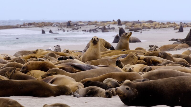 Point Bennett auf San Miguel Island, Kalifornien, beherbergt die größte Ansammlung von Seelöwen und Robben weltweit. – Bild: ORF/​Universal/​NBC/​BBC Studios