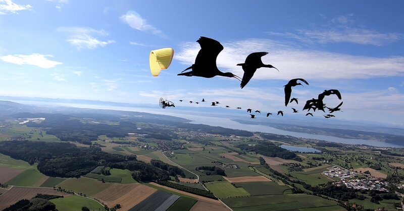 1000 km vom Bodensee bis in die Toskana – das ist die Flugroute, die die Forscher des Waldrappteams den Waldrappen zeigen und zurücklegen müssen. Wenn sie es nicht schaffen, dann ist die Vogelart weiterhin als Zugvogel vom Aussterben bedroht.  „PUR+“-Moderator Eric Mayer ist bei einem Auswilderungsversuch dabei. – Bild: ZDF/​Forscher Waldrappteam