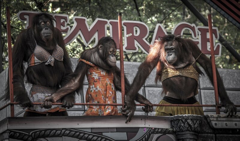 Orang-Utans in Menschenkleidern bei der Show der Safari World Bangkok /​ Thailand. – Bild: Terra Mater /​ Aaron Gekoski /​ Damon Copeland