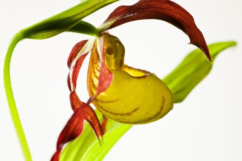 Yellow lady’s slipper, orchid, North America. – Bild: Terra Mater /​ Steve Nicholls