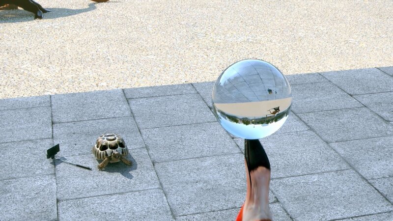 Die Schildkröte möchte gerne die Balanceperformance des Flamingos mit einem Selfie festhalten. Doch der Tier-Stau auf der gegenüberliegenden Straße bringt alles durcheinander … – Bild: Cube Creative Productions
