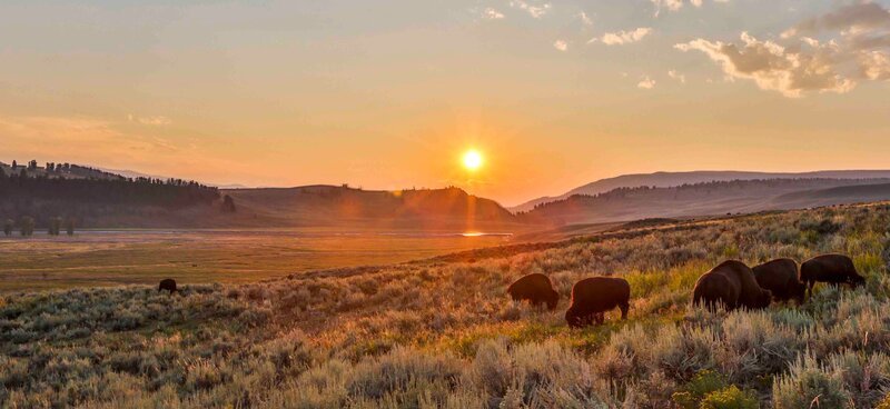 Eine kleine Herde Bisons weidet im sommerlichen Abendlicht. – Bild: Terra Mater /​ National Geographic /​ Theo Jebb /​ Brainfarm Digital Cinema