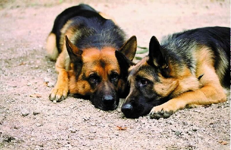 Rex (l.) ist ganz verliebt: Hundedame Senta (r.) hat ihm den Kopf verdreht. Leider wurde Senta aber extra „engagiert“, um Rex in die Falle zu locken … – Bild: France 3