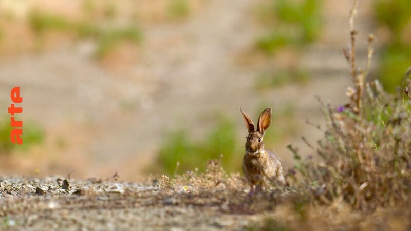 Der Retter dieses Naturparks – das Kaninchen. – Bild: Arte