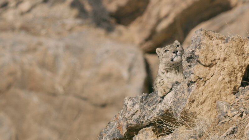 Der Schneeleopard, auch Unze genannt, ist eine in den Gebirgen beheimatete Raubkatze der Gattung Panthera. – Bild: National Geographic
