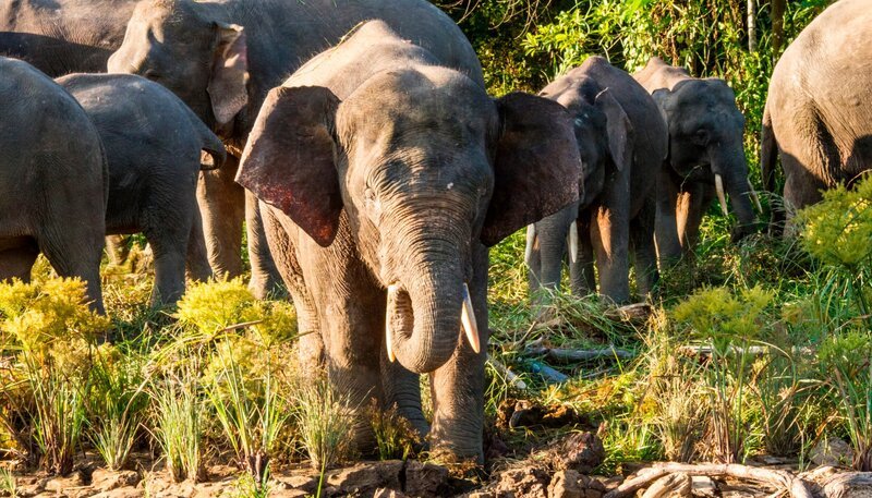 Borneos Waldelefanten. – Bild: phoenix/​BR/​Udo Zimmermann