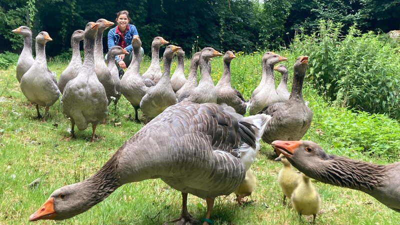Anna und die wilde Gänseschar. Ein Gössel hat sich in der Mitte gut versteckt. – Bild: BR/​Text und Bild Medienproduktion GmbH & Co. KG