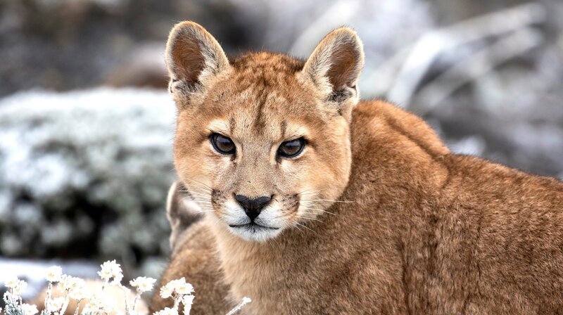 Ein junger Puma lernt früh seine Umgebung genau zu beobachten. – Bild: NDR/​Doclight GmbH/​Terra Mater/​Nicolas Lagos