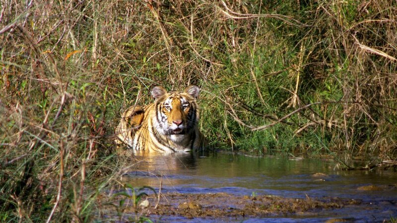 Tiger – Bild: Terra Mater Tiger – Bild: Terra Mater