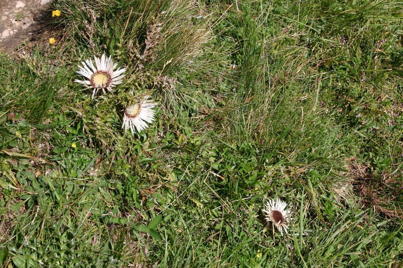 Viele Distelarten sind weit verbreitet, andere sind selten geworden und stehen auf der Roten Liste der bedrohten Arten, darunter ist auch die Silberdistel. – Bild: BR/​Annette Goossens/​Annette Goossens