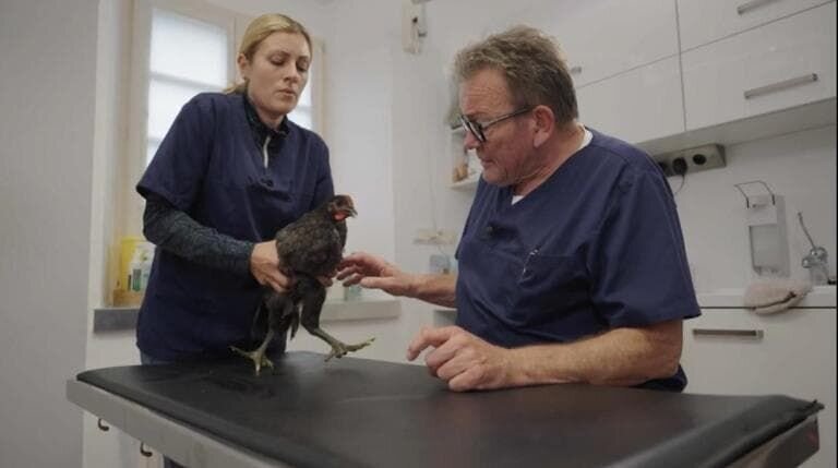 Dr. Herbert Dreesen is caring for chicken Nera – Bild: Joyn