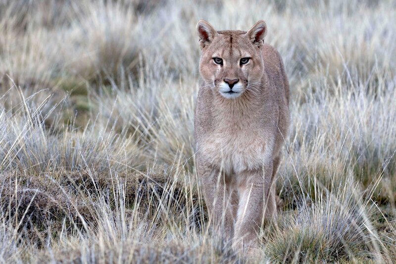 Puma – Bild: Nicolas Lagos