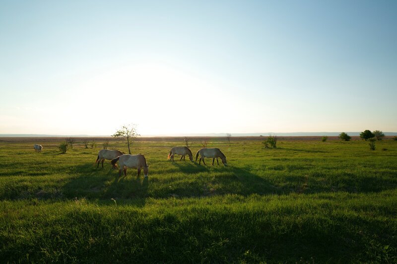 Pferde im Naturreservat Seewinkel. – Bild: ServusTV /​ Wegafilm /​ Lukas Beck