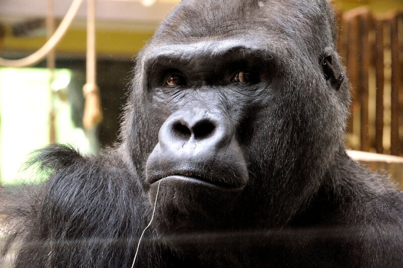 Gorilla-Mann Ivo beim so genannten Klickertraining. Sogar aus dem Strohhalm trinken hat er gelernt. – Bild: rbb/​Thomas Ernst