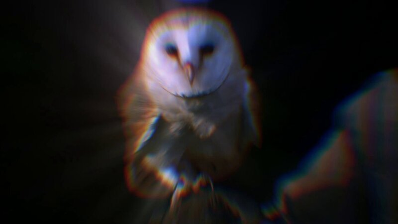 Owl – Bild: Discovery Channel (ROMA)