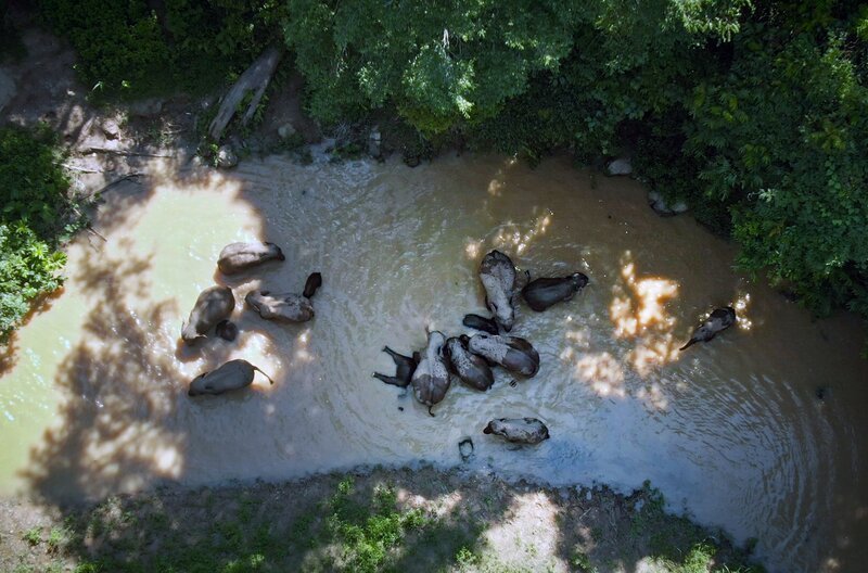 Luftaufnahme der Elefanten im Fluss: Pro Tag muss ein Elefant 200 Liter Wasser trinken, Wasserquellen sind deshalb begehrt. – Bild: ZED