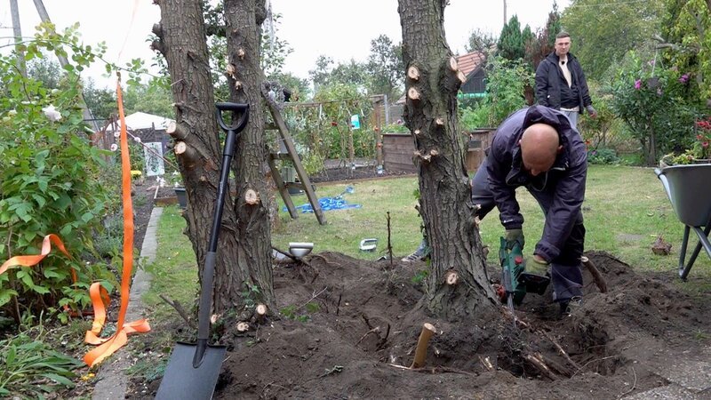 Der Zypressen-Wildwuchs in ihrem Garten ist Ronny und Steffen ein Dorn im Auge. Die beiden sagen den Pflanzen kurzerhand den Kampf an – bewaffnet mit einer Kettensäge.; Der Zypressen-Wildwuchs in ihrem Garten ist Ronny und Steffen ein Dorn im Auge. Die beiden sagen den Pflanzen kurzerhand den Kampf an – bewaffnet mit einer Kettensäge. – Bild: RTL Zwei