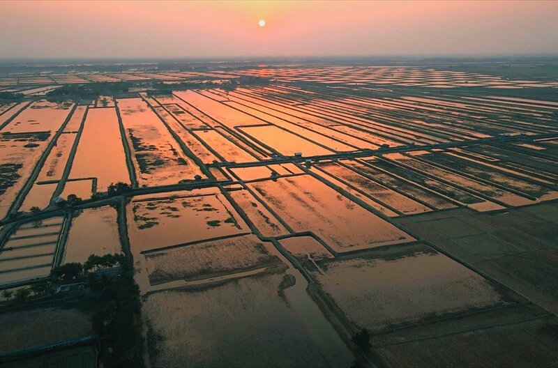 In Bangladesch wurden für die Garnelenzucht viele Mangrovenwälder abgeholzt, dabei können Mangroven besonders viel CO2 speichern. – Bild: SWR/​Salman Saeed