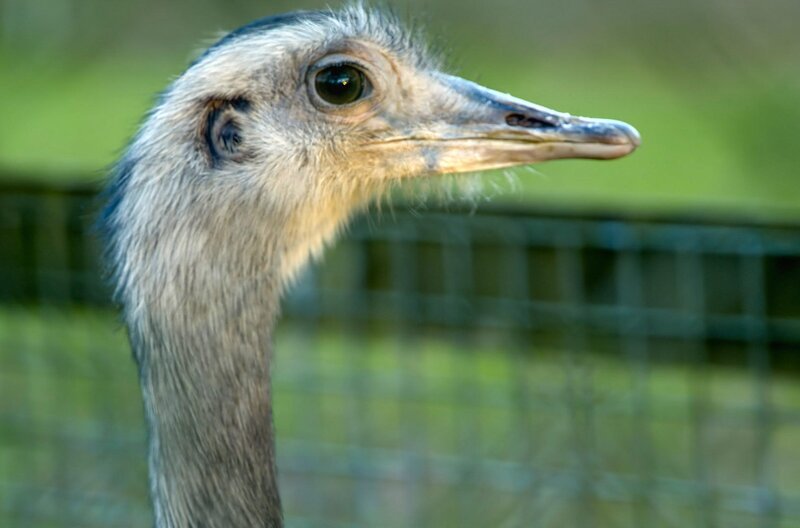 Emus besitzen eine ausgeprägte, für die Futtersuche entscheidende Wahrnehmung. – Bild: OTF